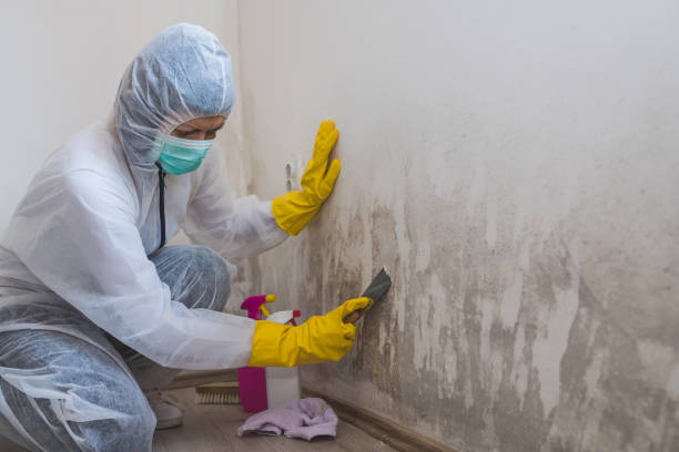 Best Basement Mold Removal  in Paxton, IL