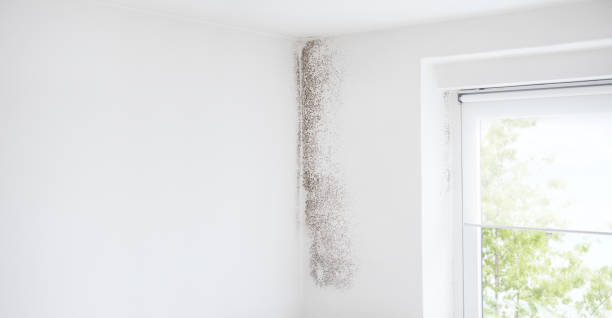 Best Mold Prevention Services  in Paxton, IL