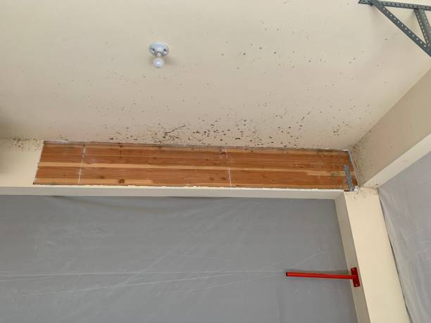  Paxton, IL Mold Removal Pros