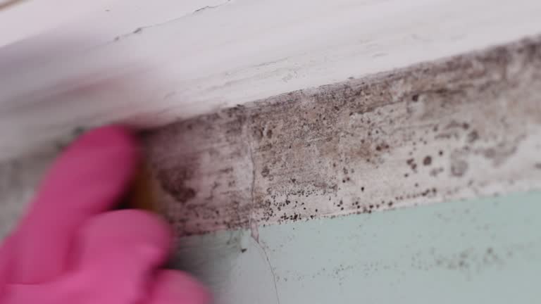 Best Commercial Mold Inspection  in Paxton, IL